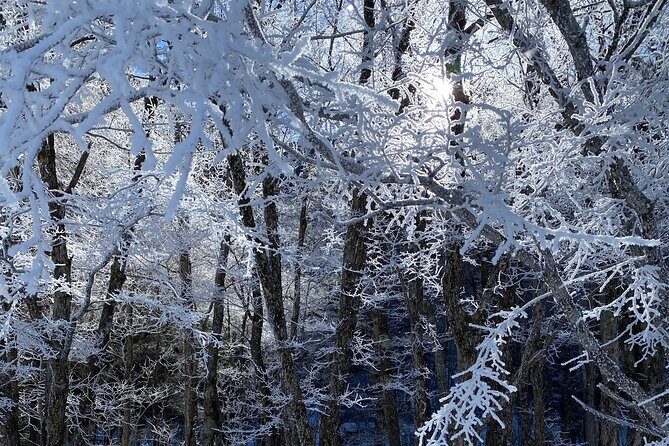 Japan Alps Kamikochi Taisho Pond Snowshoe Trekking Tour - The Itinerary: What to Expect