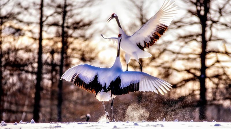 Japan Hokkaido | Eastern Hokkaido Private Car Tour: Kushiro & Lake Akan Customized 5/7-Hour Private Car Charter | Flexible Itinerary - Crane stops depend on where the birds are