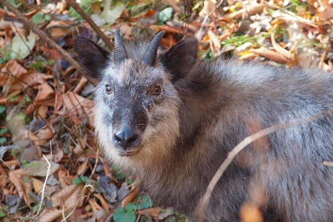 Japanese Serow Watching Tour - Key Points