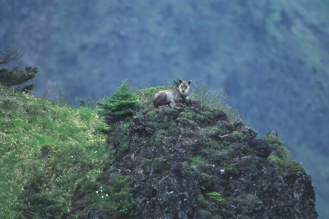 Japanese Serow Watching Tour - Who Is This Tour Best Suited For?