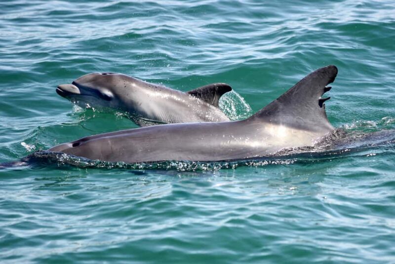Japanese Tour: Port Stephens Dolphins, Koala & Sand Boarding - Analyzing the Value