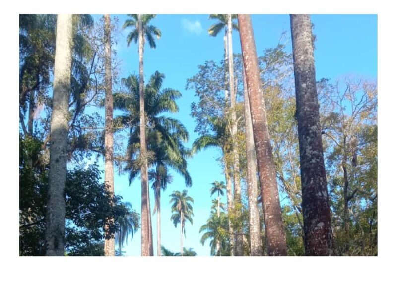 Jardim Botânico do Rio de Janeiro - Is This Tour Worth It? An In-Depth Look