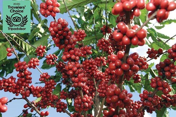Jardín Coffee Lovers Private Tour with Waterfall Option from Medellín - A Close Look at the Jardín Coffee Tour