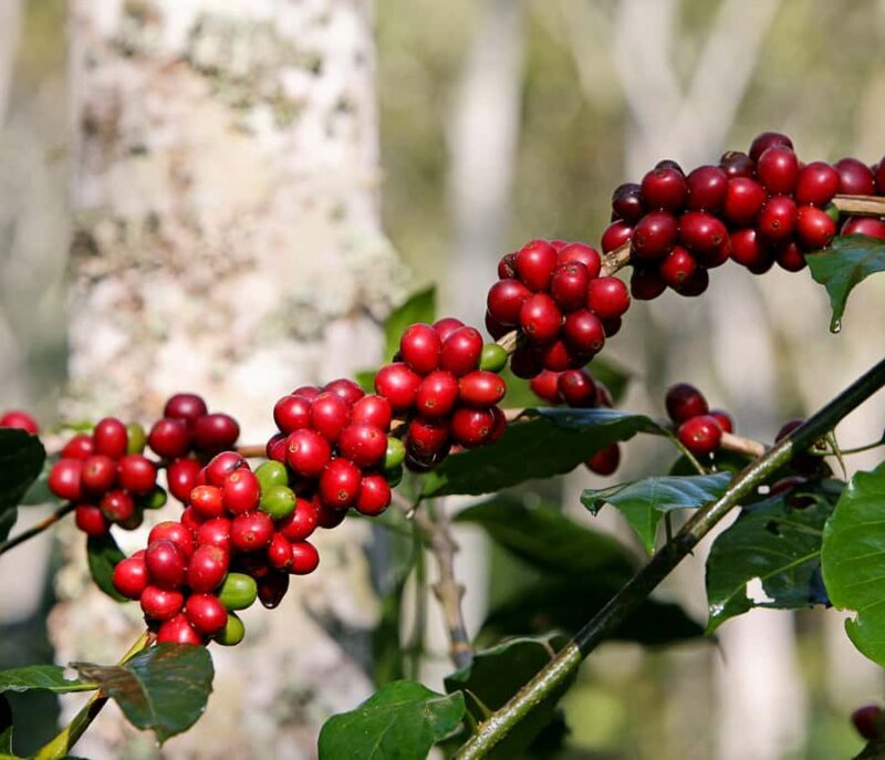 Jardín: Horseback Ride with Coffee Villa and Waterfall - Key Points