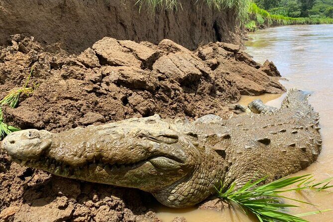 Jason Crocodile Tours - A Deep Dive into the Crocodile Tour