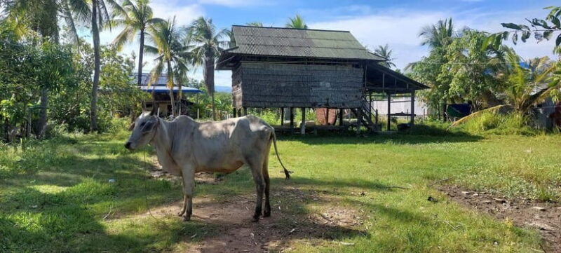 Jason's Countryside Experience - Exploring Cambodia’s Countryside with Jason’s Tour
