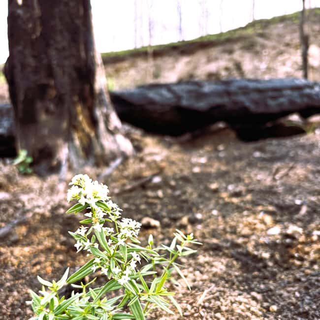 Jasper: Guided Wildfire Hike with Lunch - Summary