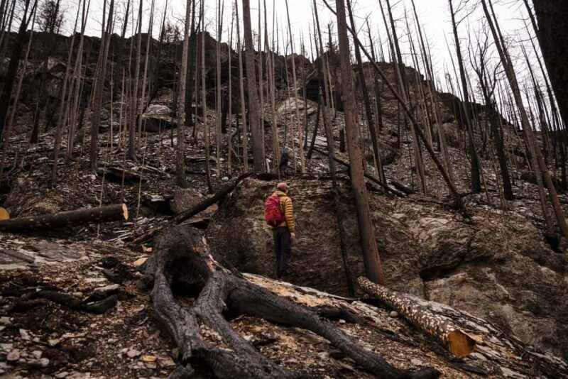 Jasper: Guided Wildfire Hike with Lunch - FAQ