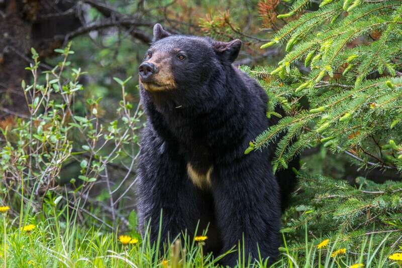 Jasper National Park: Evening or Morning Wildlife Watch Tour - An In-Depth Look at the Wildlife Watch Experience