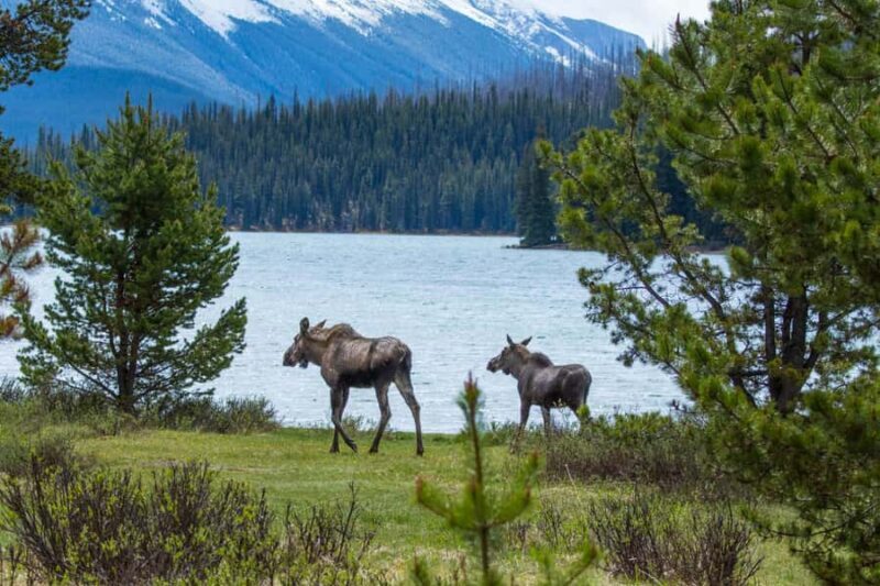 Jasper: Wildlife and Sightseeing Tour with Lakeshore Hike - Who Is This Tour Best For?