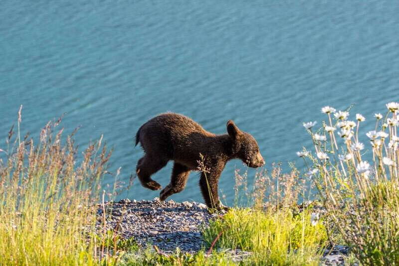 Jasper: Wildlife and Waterfalls Tour with Lakeshore Hike - Key Points