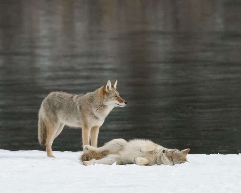 Jasper: Winter Wildlife Bus Tour in Jasper National Park - An In-Depth Look at the Jasper Winter Wildlife Bus Tour