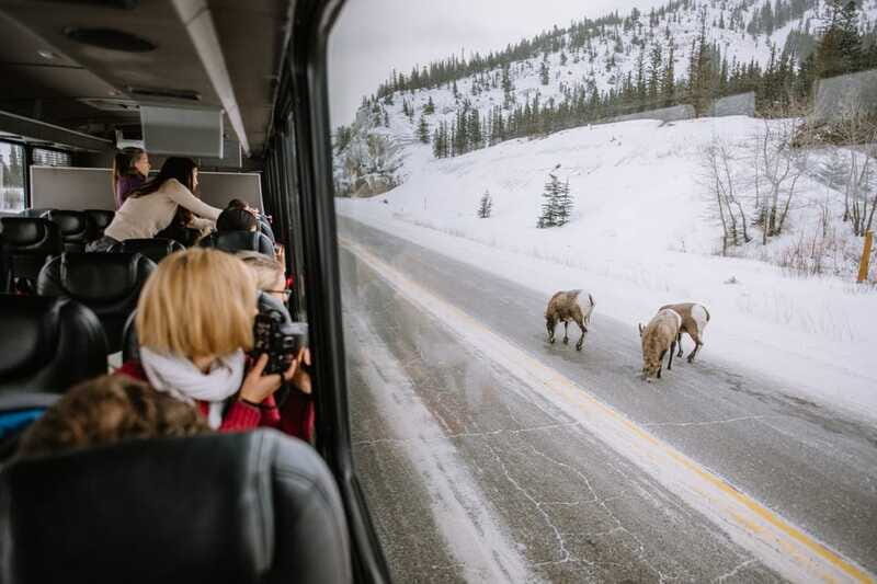 Jasper: Winter Wildlife Bus Tour in Jasper National Park - Frequently Asked Questions