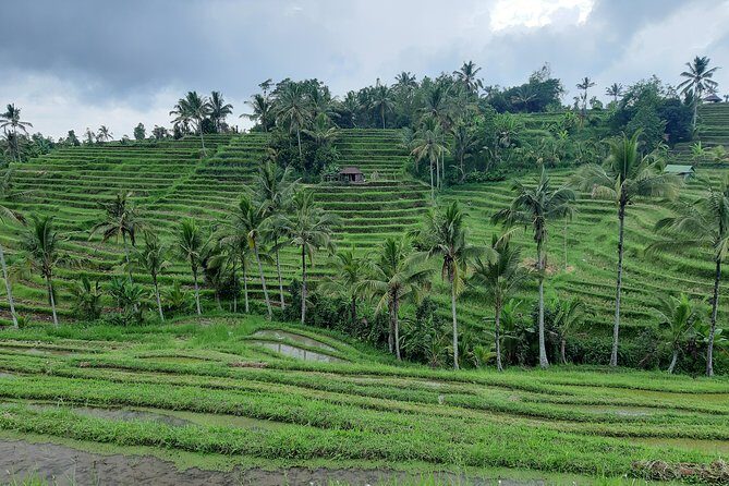 Jatiluwih Rice Terrace & Tanah Lot Tours - The Experience in Detail