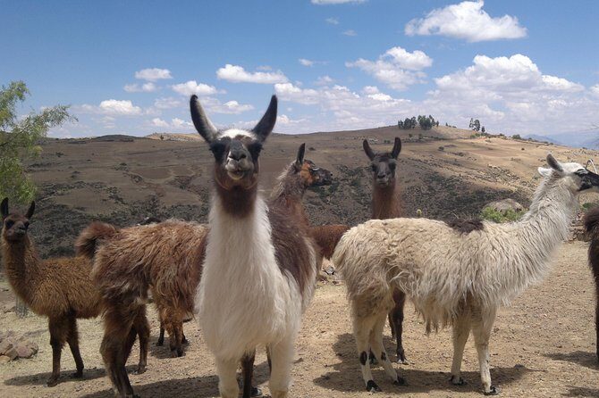 JATUN YAMPARA - Agro-artisan Indigenous Nucleus -Full Day Tours + Lunch - Who Should Consider This Tour?