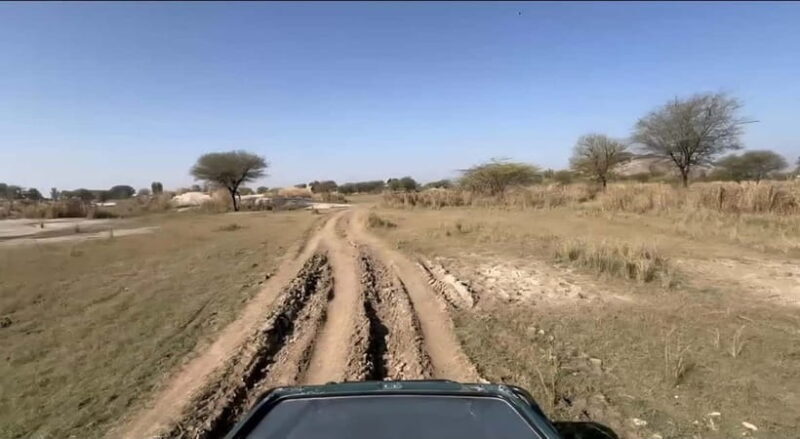 Jawai Leopard Safari 4x4 Gypsy Adventure with Guide - The Sum Up: Is the Jawai Leopard Safari Worth It?