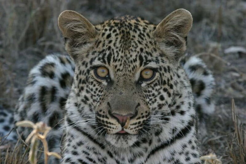Jawai Leopard Safari 4x4 Gypsy Adventure with Guide - Frequently Asked Questions