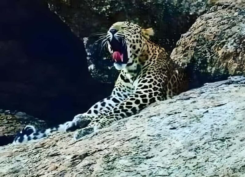 Jawai: Leopard Safari and Wildlife Experience - Key Points