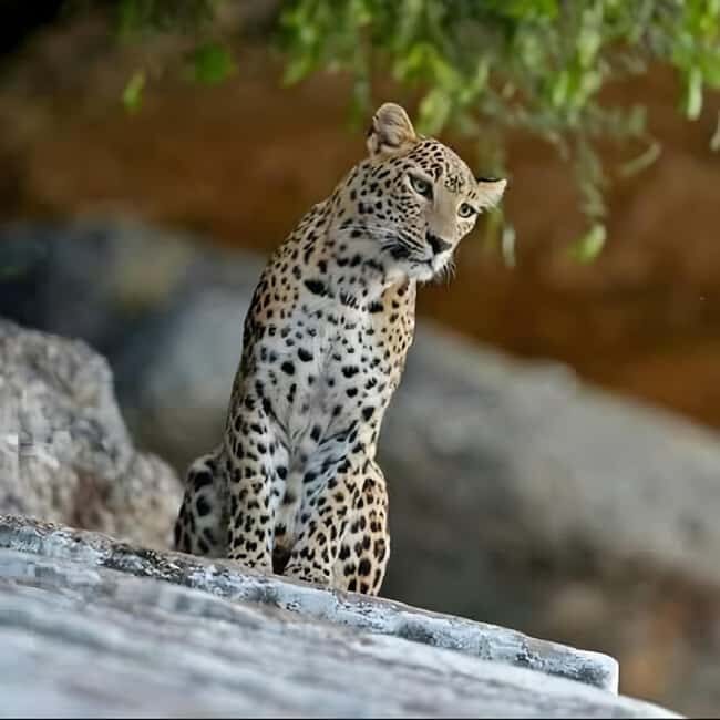 Jawai: Leopard Safari and Wildlife Experience - A Few Considerations