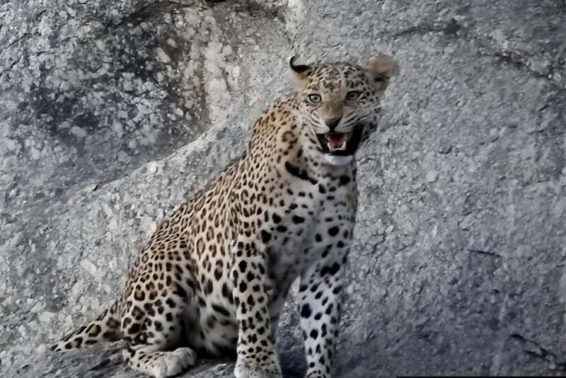 Jawai: Leopard Safari and Wildlife Experience - Who Will Enjoy This Tour?