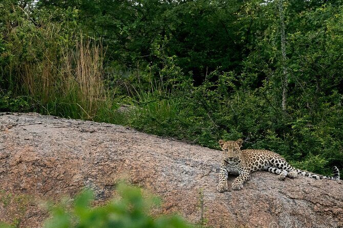 Jawai Leopard Wildlife Safari - The Sum Up: Is This Safari Worth It?