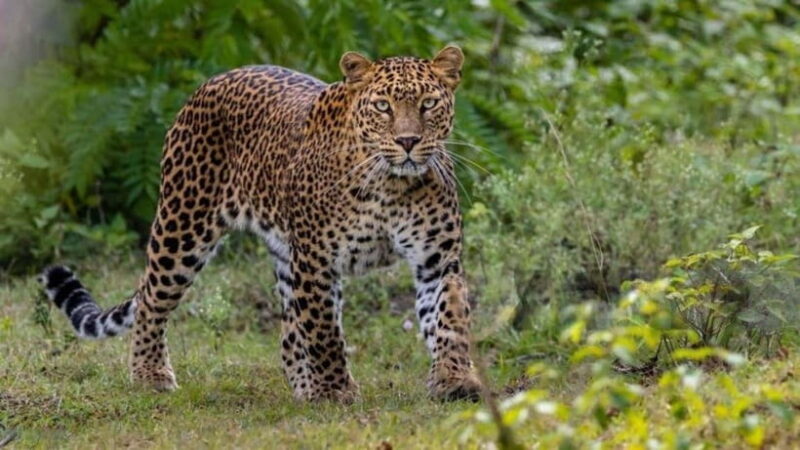 Jawai Leopard Wildlife Safari Private Tour In a 4x4 Jeep - Who Will Love This Tour?