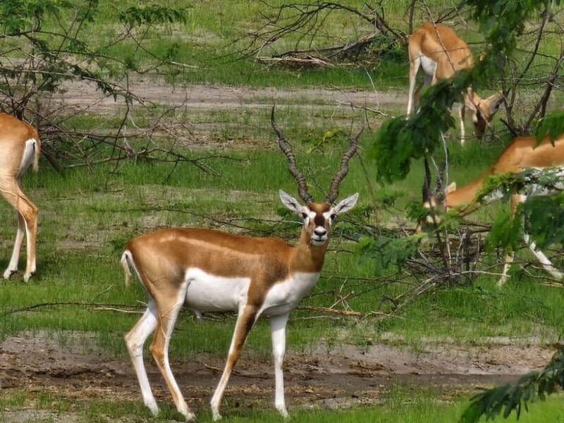 JDH : Bishnoi Village Safari With Overnight Stay in Village - Key Points