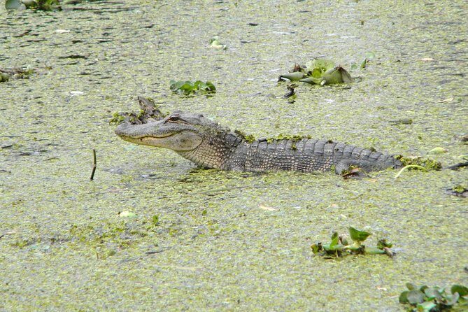 Jean Lafitte 90-Minute Swamp and Bayou Boat Tour - Who Should Consider This Tour?