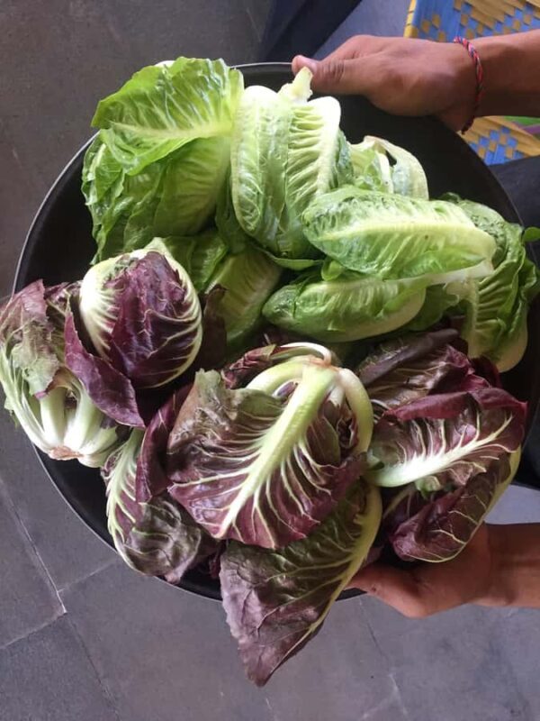 Jean Talon Market Walking Tour x Michelin-Trained Chef - Key Points