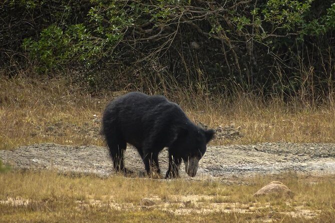 Jeep Safari at Kumana National Park - A Close-Up Look at the Jeep Safari at Kumana National Park