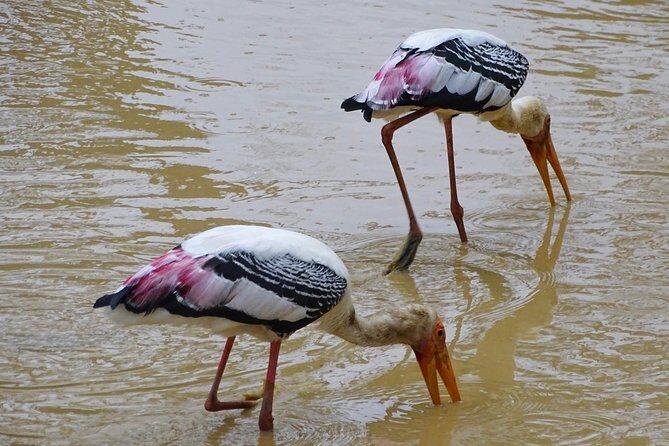 Jeep Safari at Kumana National Park - Key Points