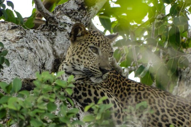 Jeep Safari at Kumana National Park - The Value and Practicalities