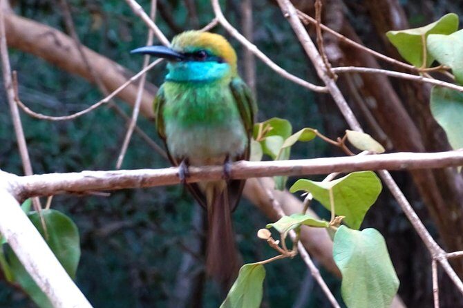 Jeep Safari at Kumana National Park - FAQs