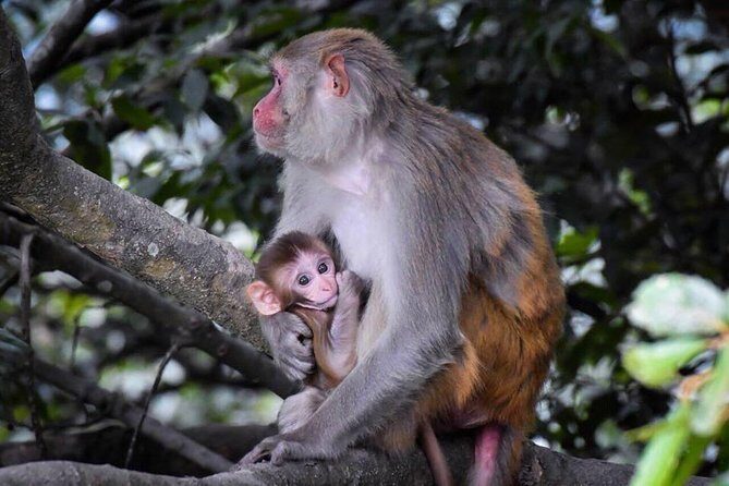 Jeep Safari in Nagarjun forest at Kathmandu - Final Thoughts: Is It Worth It?