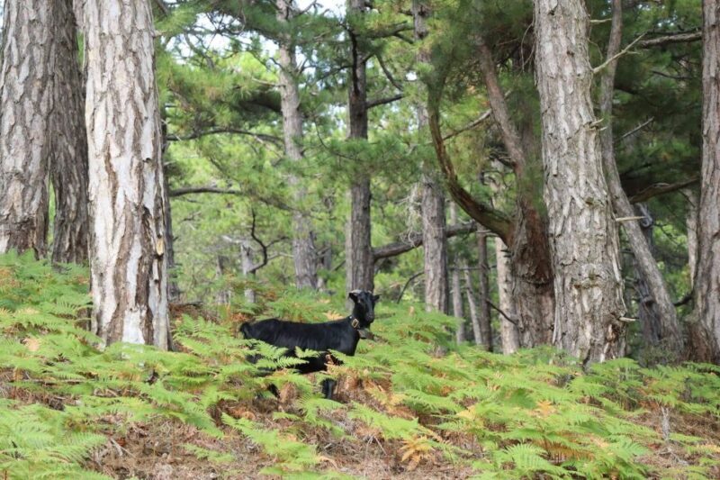Jeep Safari in Thassos Mountain with picnic fruits & wine - Final Thoughts
