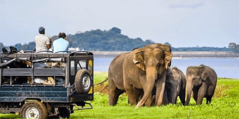 Jeep Safari to Udawalawa National Park from Colombo - Key Points