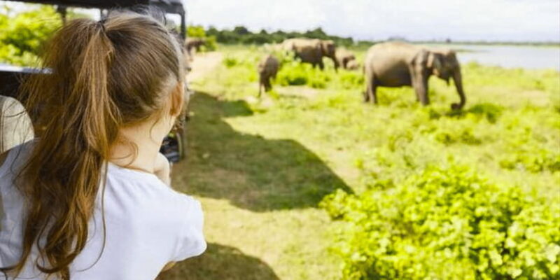 Jeep Safari to Udawalawa National Park from Colombo - A Deep Dive into the Udawalawa Jeep Safari Experience