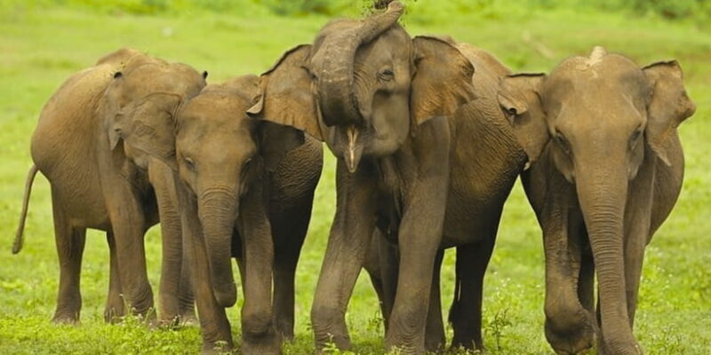 Jeep Safari to Udawalawa National Park from Colombo - FAQs