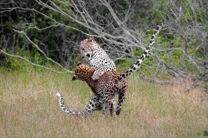 Jeep Safari to Yala National Park With an Expert Of Wild Life - Who Should Consider This Safari?