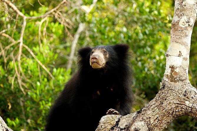 Jeep Safari to Yala National Park With an Expert Of Wild Life - Final Thoughts