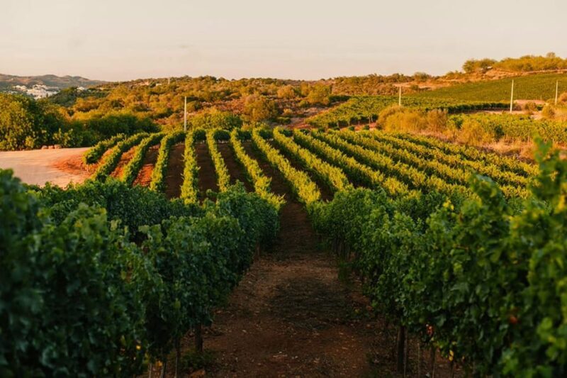 Jeep Safari with Winery Visit & Wine Tasting included - The Winery Experience: A Taste of Local Craftsmanship