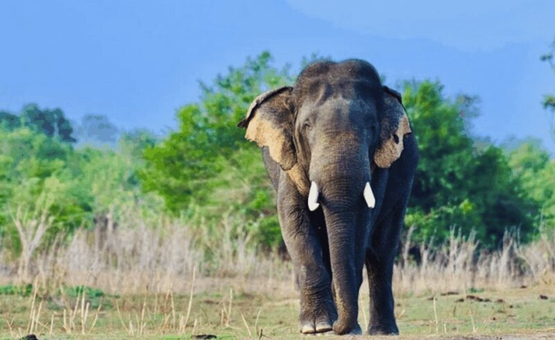 Jeep Safario to Minneriya/Kaudulla/Hurulu Eco National Parks - Jeep Safario to Minneriya/Kaudulla/Hurulu Eco National Parks