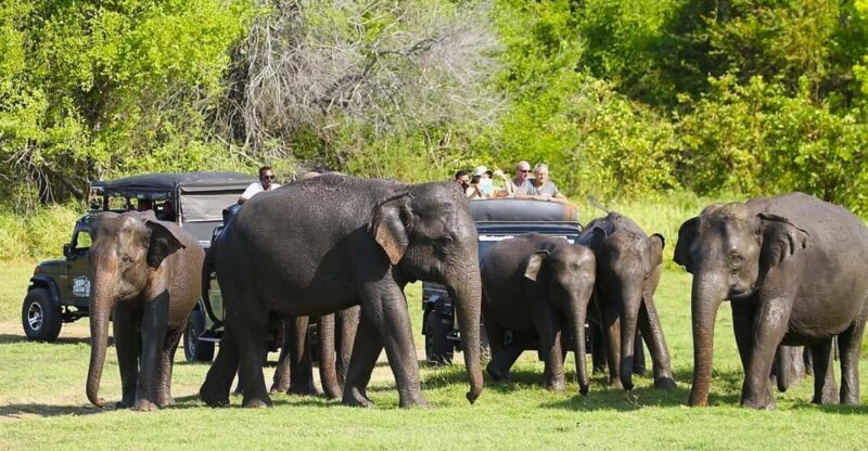 Jeep Safario to Minneriya/Kaudulla/Hurulu Eco National Parks - An In-Depth Look at the Jeep Safari Experience