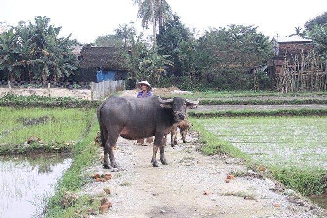 Jeep Tour Danang to Hai Van Pass Lunch Lang Co Beach & Waterfall - Who Will Appreciate This Tour?