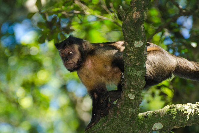 Jeep Tour to Tijuca Forest in Rio de Janeiro - Key Points