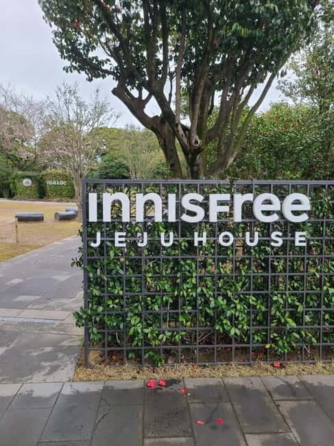 Jeju: Cherry Blossom South & West Day Tour with Hotel Pickup - Key Points