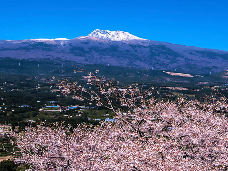 Jeju: Cherry Blossom South & West Day Tour with Hotel Pickup - FAQ