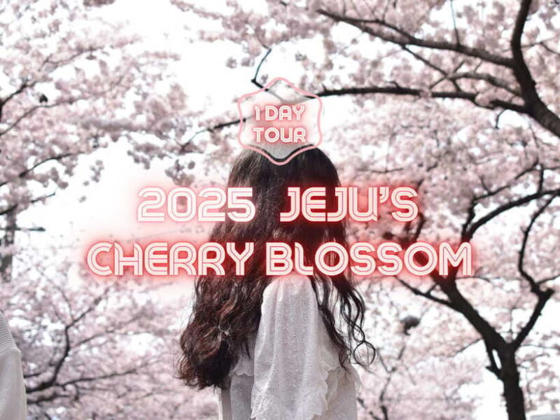 Jeju East: Cherry Blossom Early Bird Tour with Hotel Pickup - In-Depth Review of the Jeju East Cherry Blossom Tour