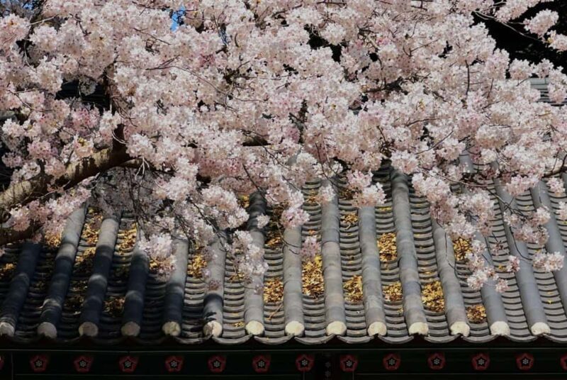 Jeju East Small Group Tour Cherry Blossom & Woman Diver Show - Exploring the Itinerary: What Makes Each Stop Special