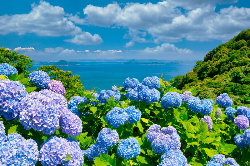 Jeju Eastern/ Western/ Hydrangea/ Seongsan Ilchulbong/ Private Tour - The day at a glance